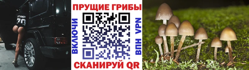 Псилоцибиновые грибы прущие грибы  Луга 